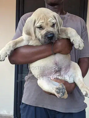 1-3 months Male Purebred Boerboel