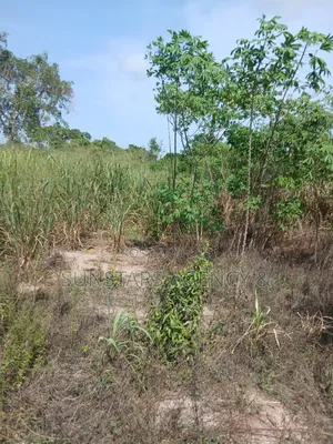 Acre Of Fertile Farm Land In Hohoe For Sale