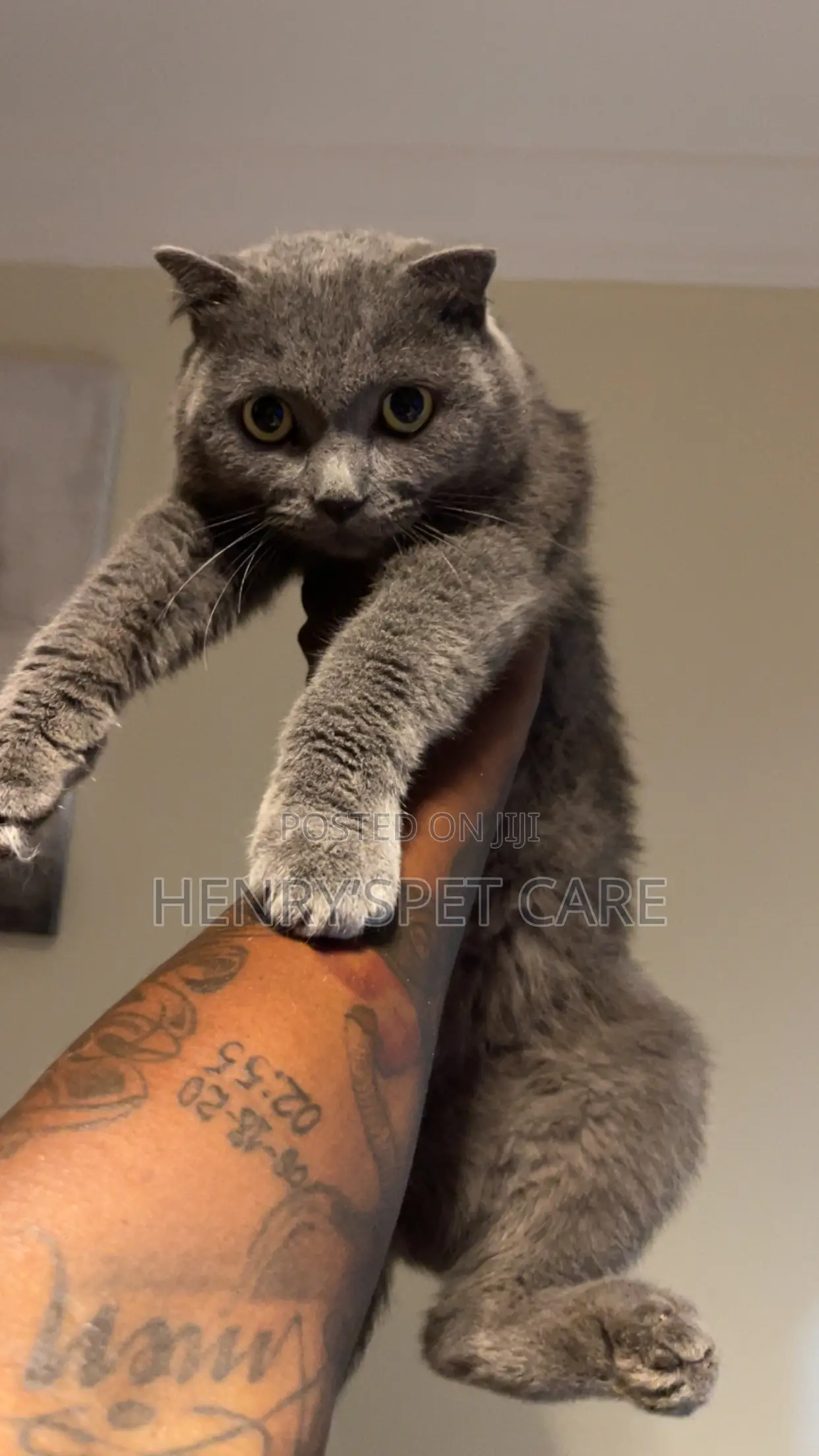6-12 months Male Purebred Scottish Fold