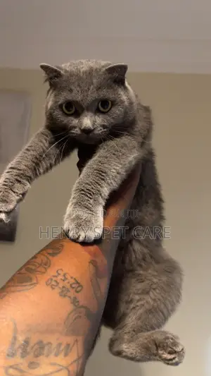 6-12 months Male Purebred Scottish Fold