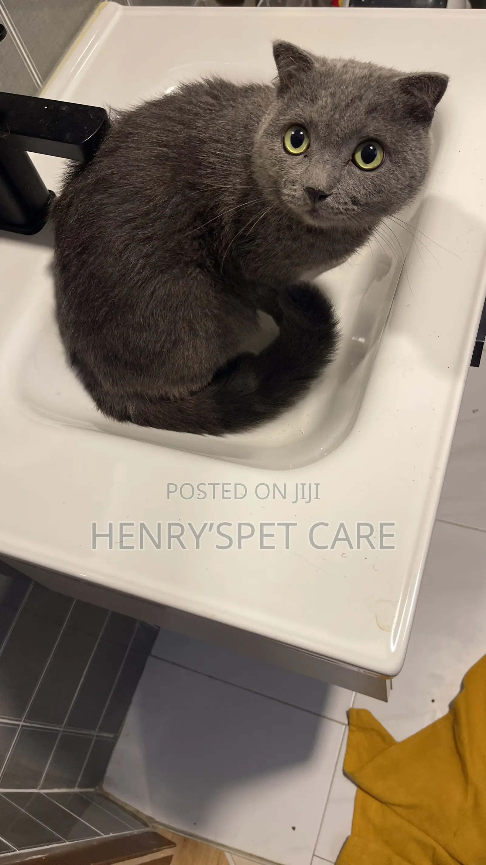 6-12 months Male Purebred Scottish Fold