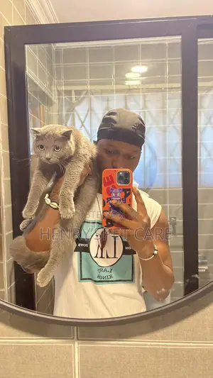 6-12 months Male Purebred Scottish Fold