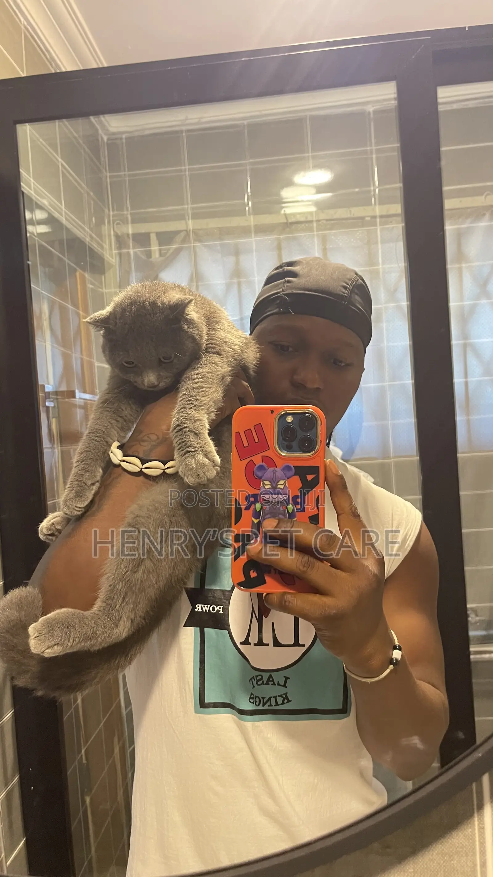 6-12 months Male Purebred Scottish Fold