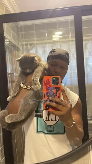 6-12 months Male Purebred Scottish Fold