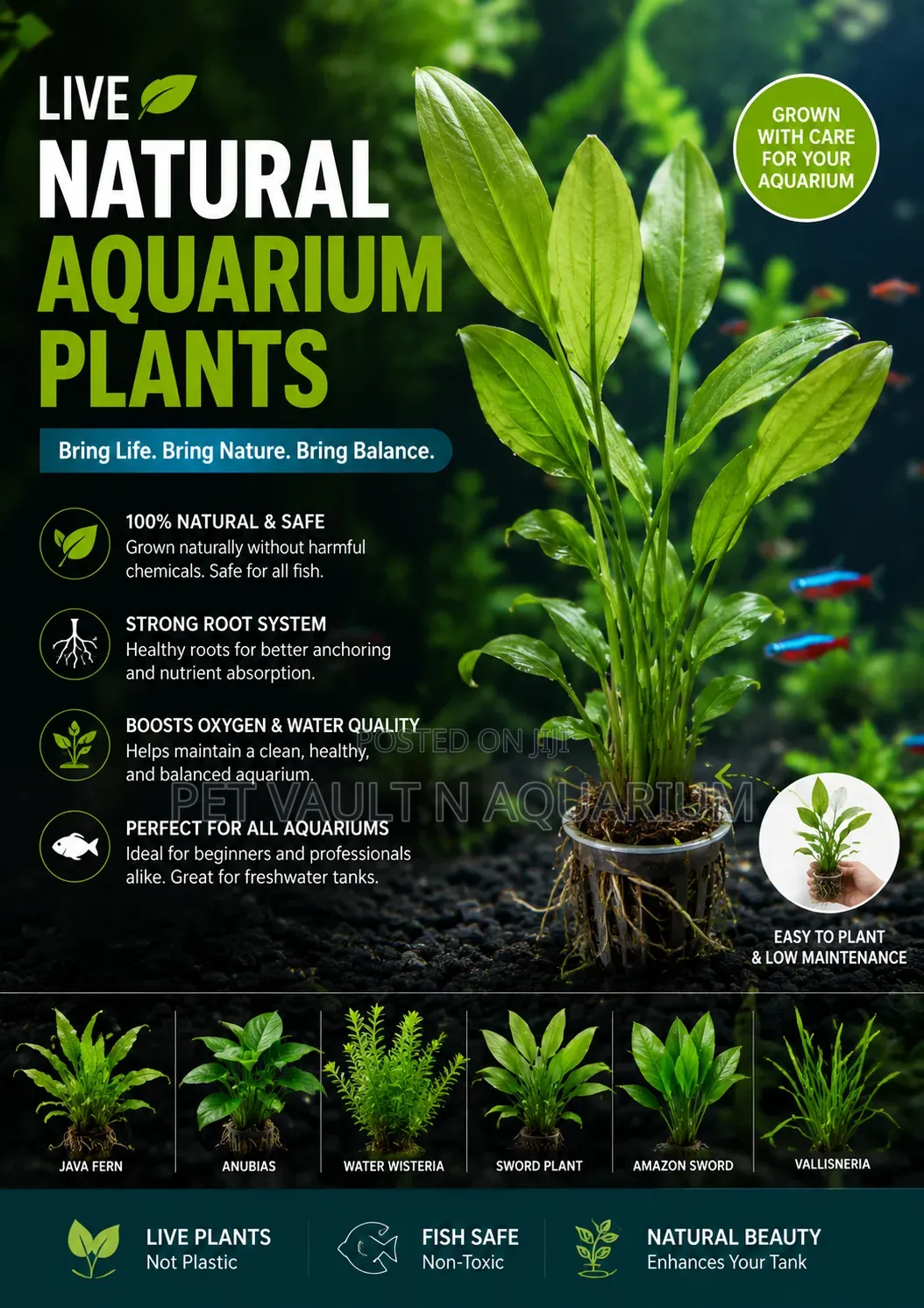 Natural Plant for Aquarium