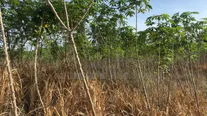 Urgent Land for Sale