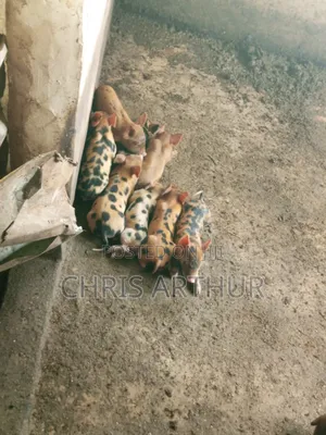 Pigs/Piglet