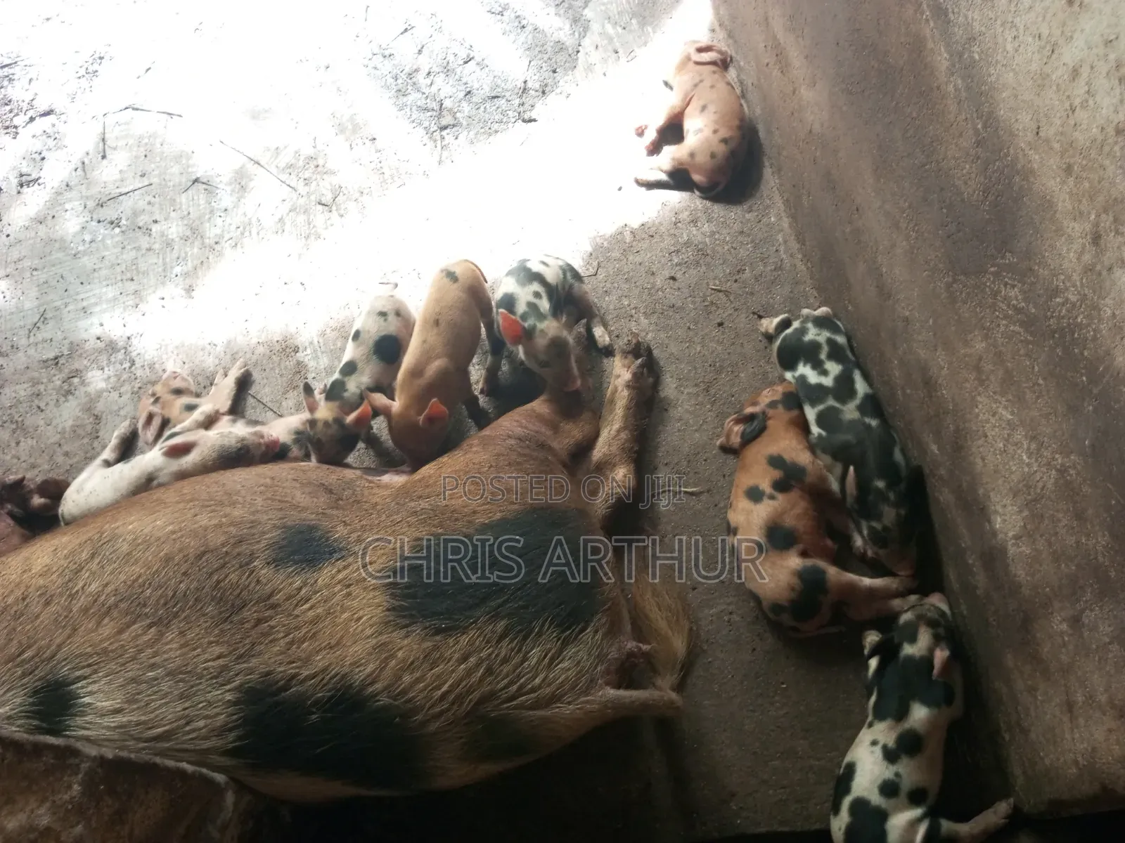 Pigs/Piglet