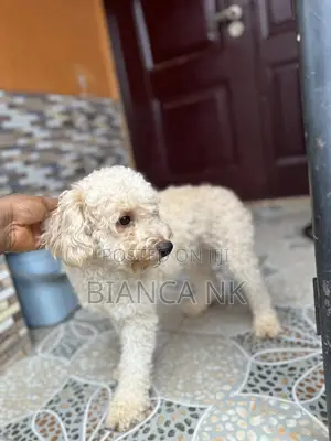 1+ year Male Purebred Poodle