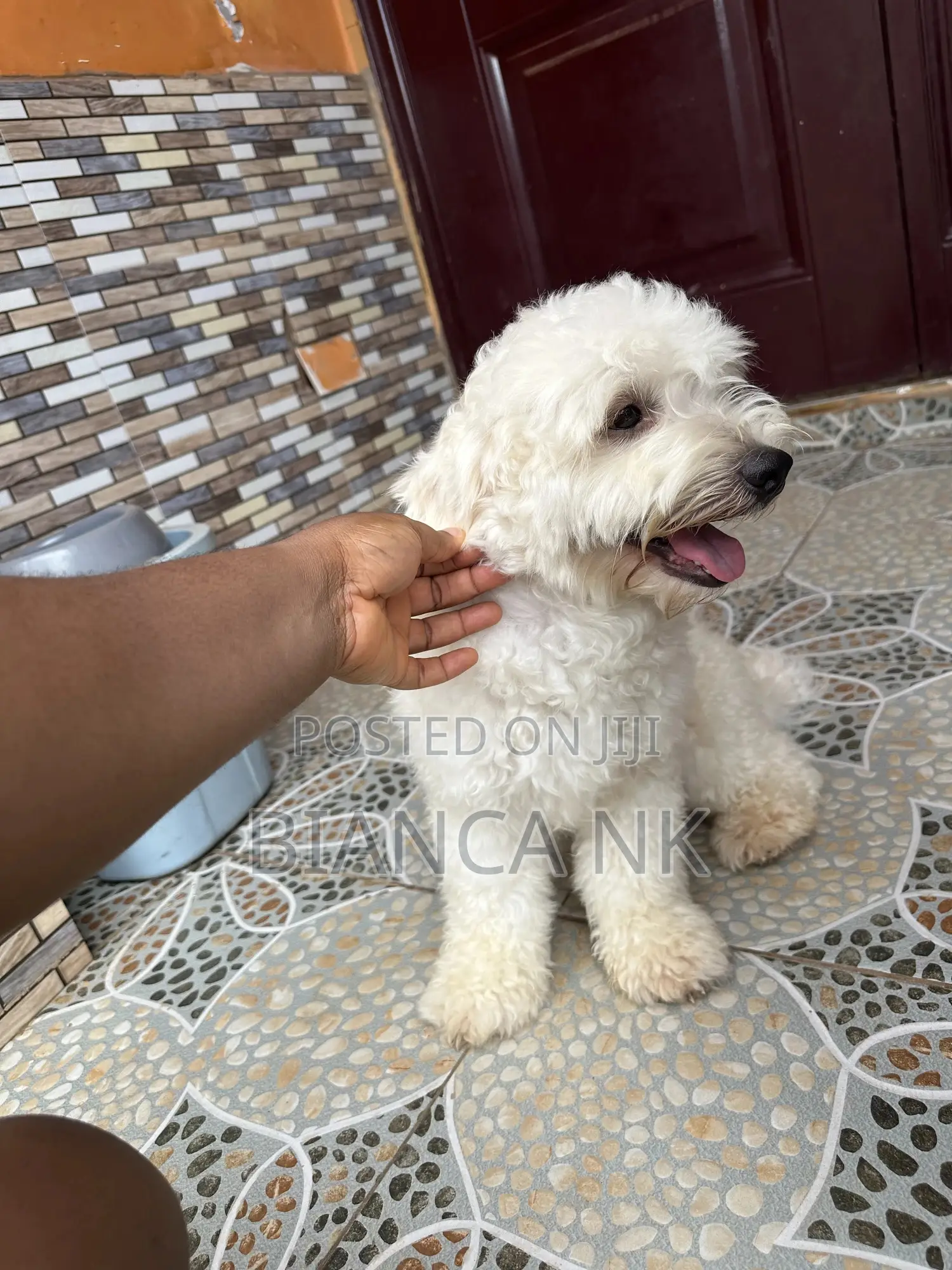 1+ year Male Purebred Poodle