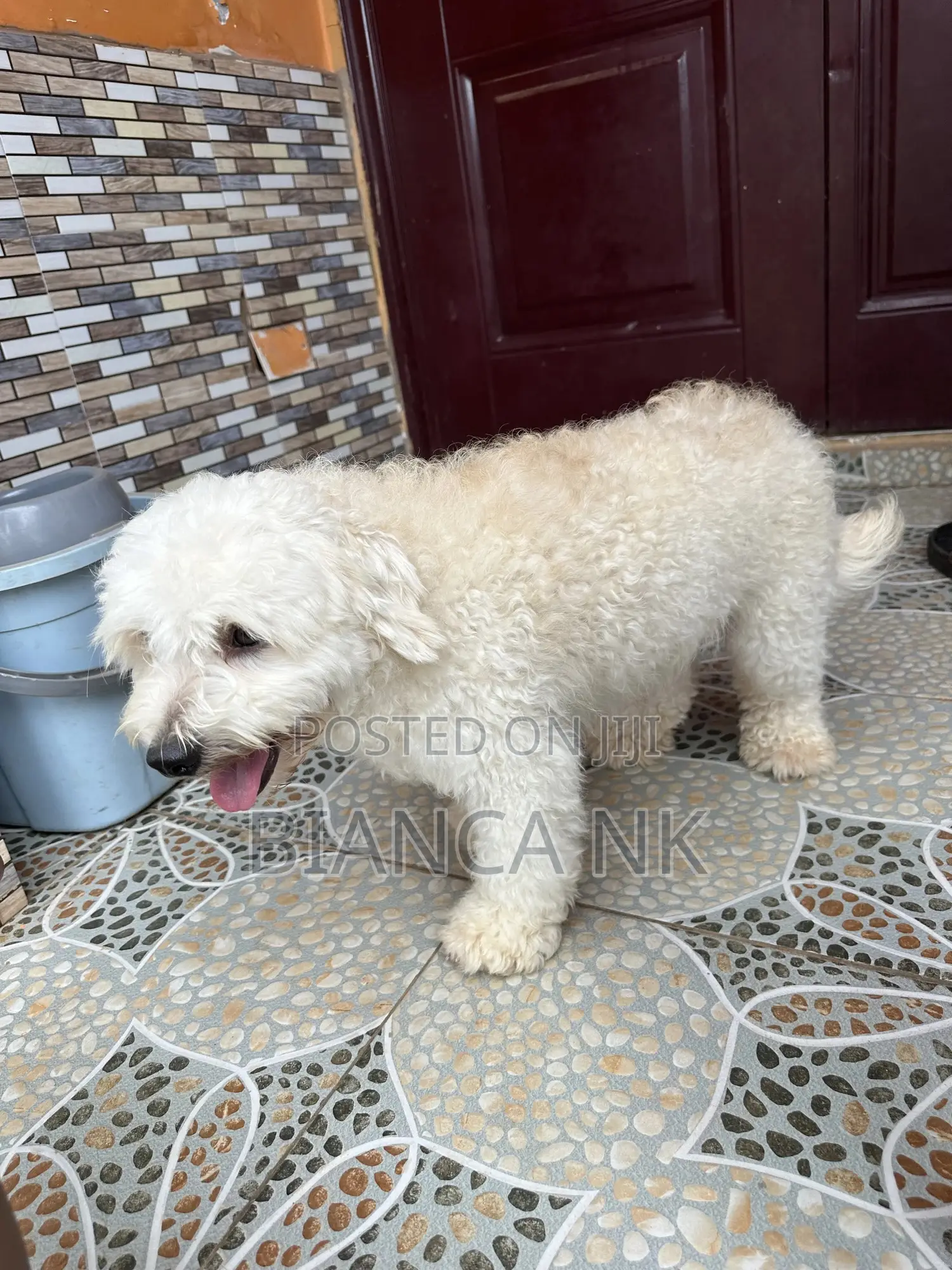 1+ year Male Purebred Poodle