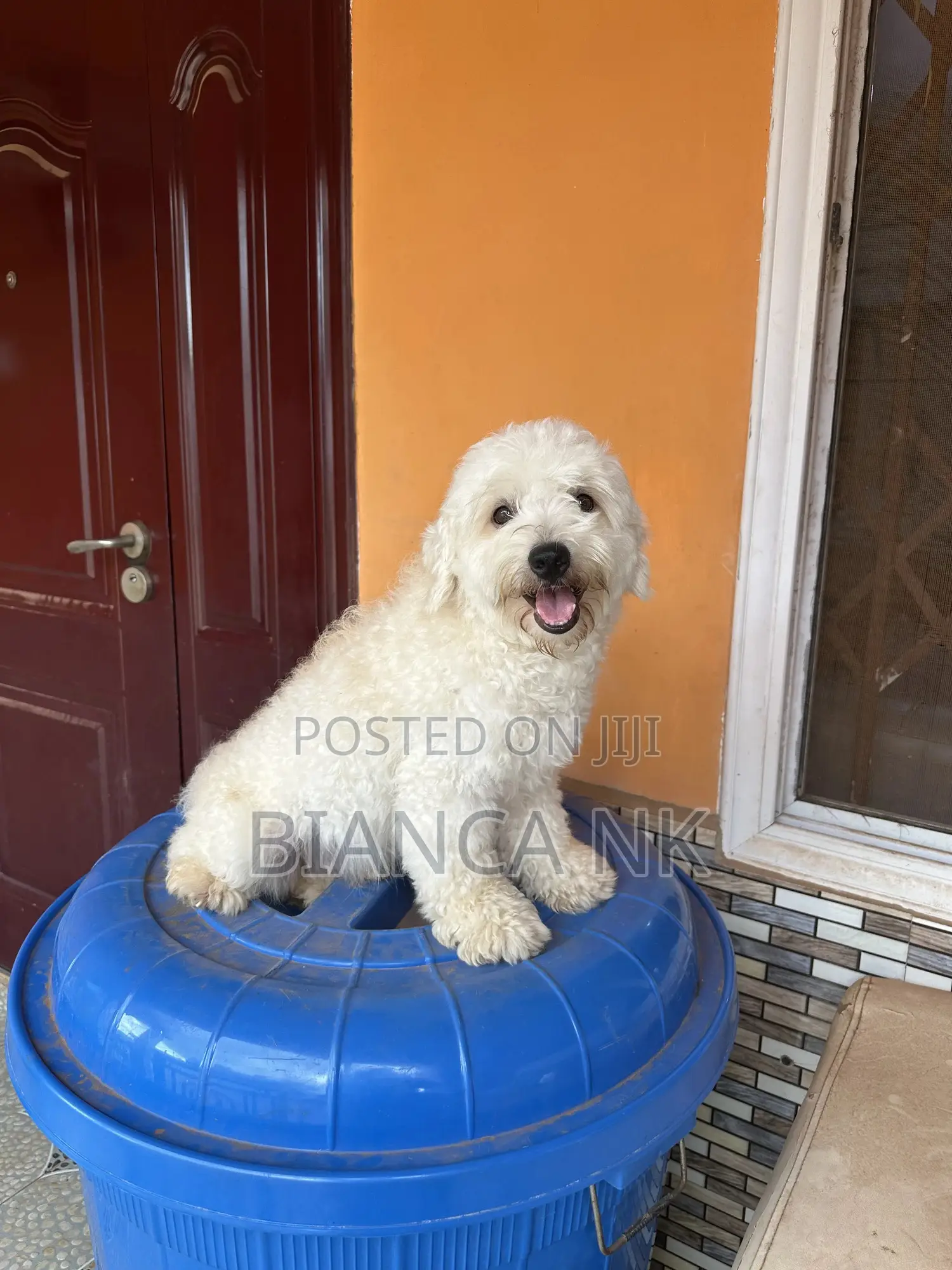 1+ year Male Purebred Poodle