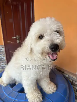 1+ year Male Purebred Poodle
