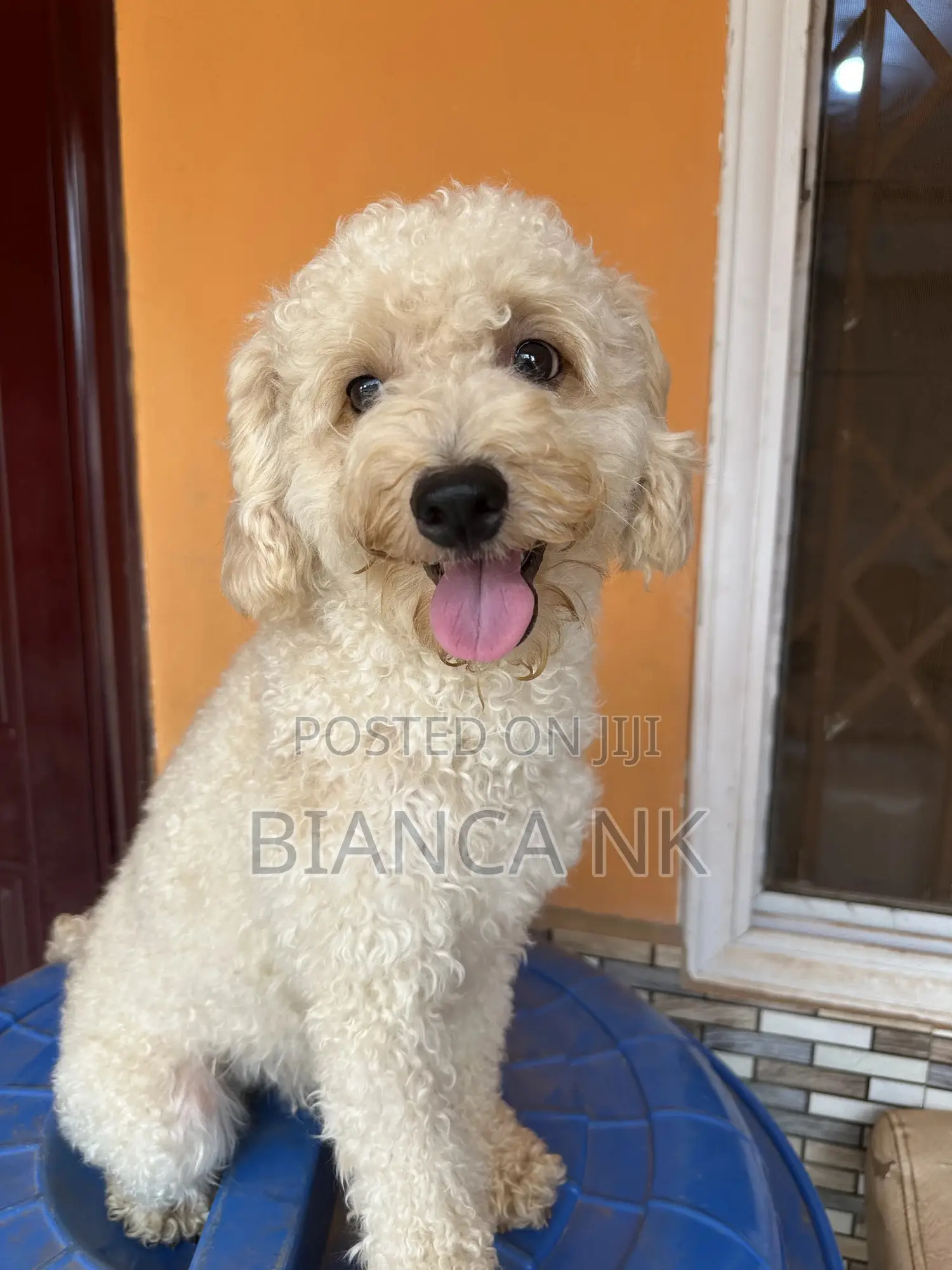 1+ year Male Purebred Poodle