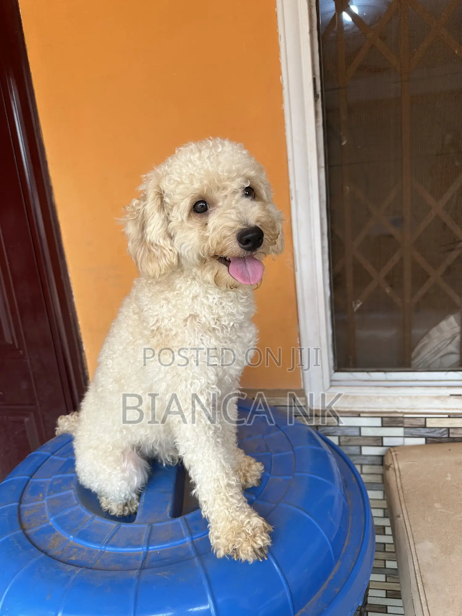1+ year Male Purebred Poodle