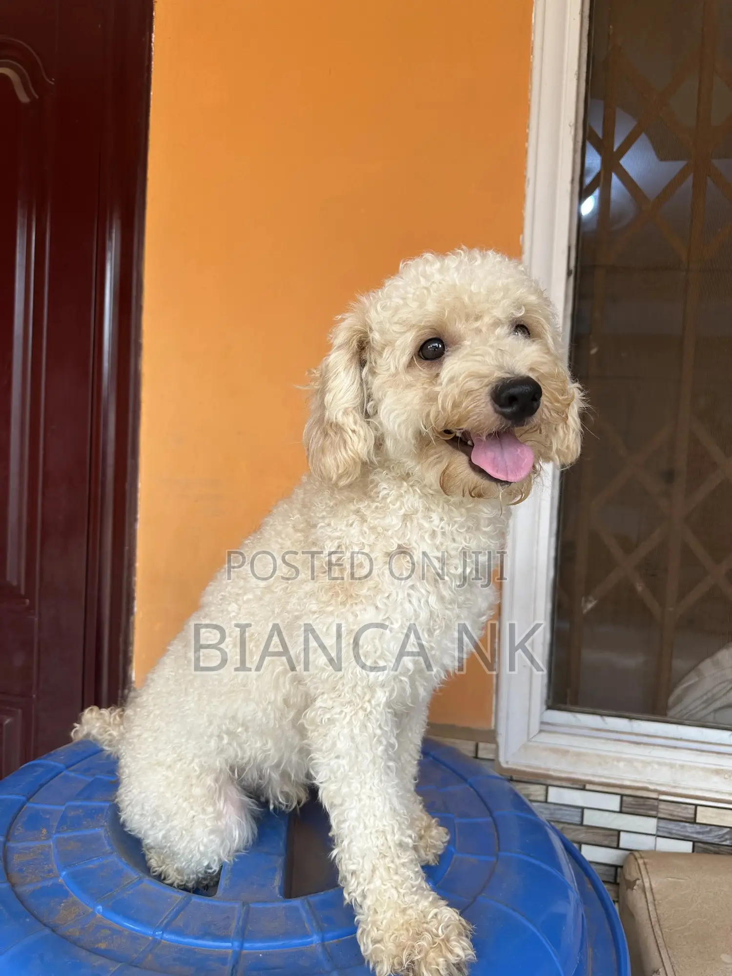 1+ year Male Purebred Poodle
