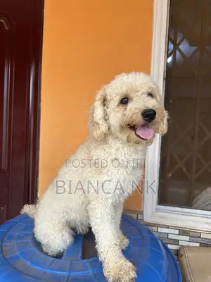 1+ year Male Purebred Poodle