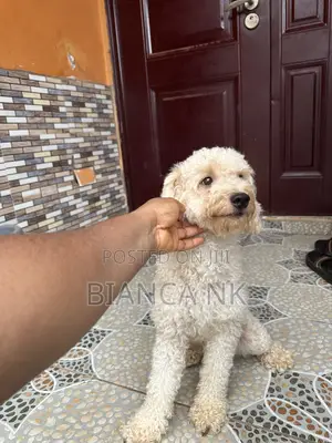1+ year Male Purebred Poodle