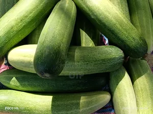 Fresh Farm Cucumbers - Bulk Wholesale (Nationwide Delivery)
