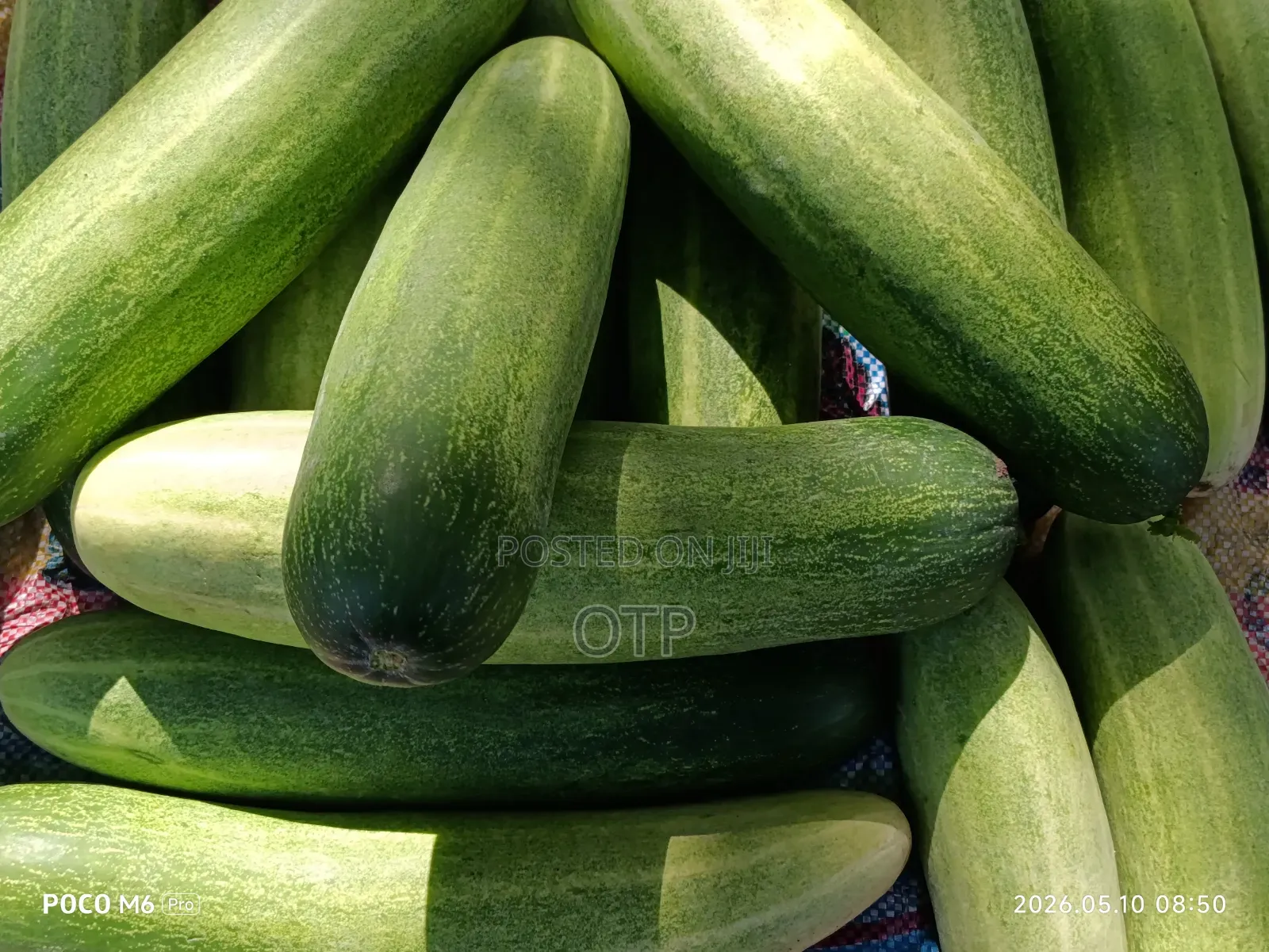 Fresh Farm Cucumbers - Bulk Wholesale (Nationwide Delivery)