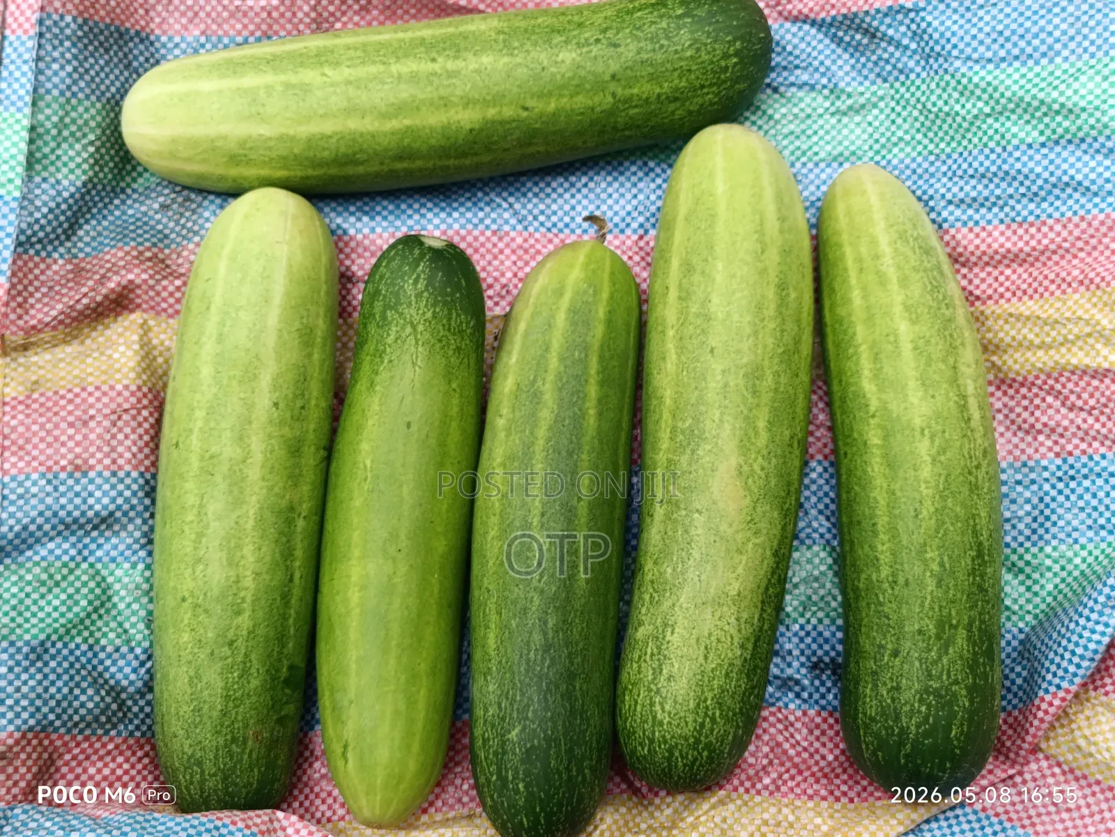 Fresh Farm Cucumbers - Bulk Wholesale (Nationwide Delivery)