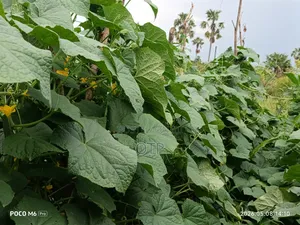 Fresh Farm Cucumbers - Bulk Wholesale (Nationwide Delivery)