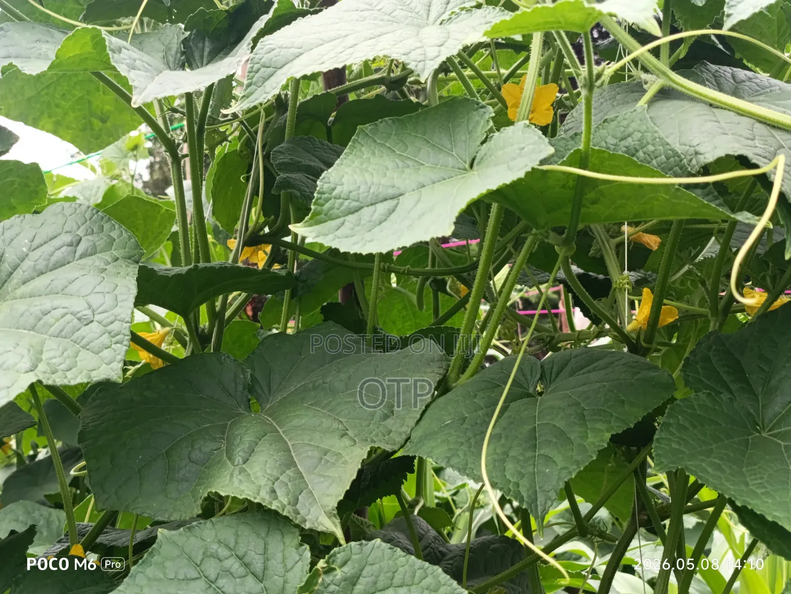 Fresh Farm Cucumbers - Bulk Wholesale (Nationwide Delivery)