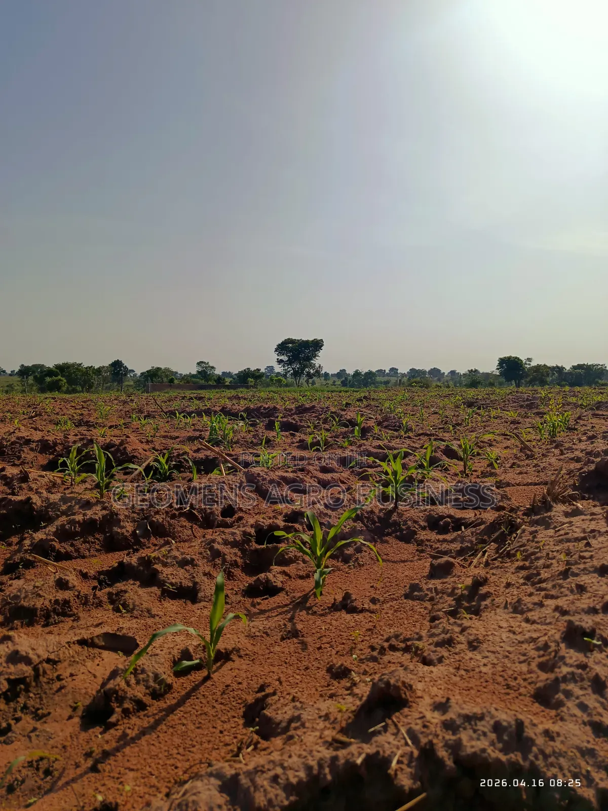 Bioensure Seed Treatment Inoculant