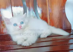 1-3 months Male Purebred Persian