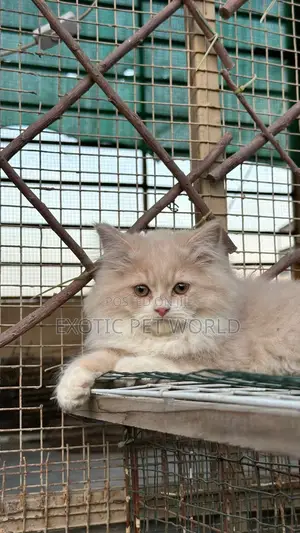 1-3 months Male Purebred Persian