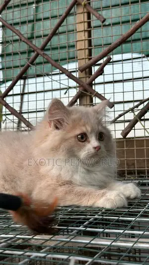 1-3 months Male Purebred Persian