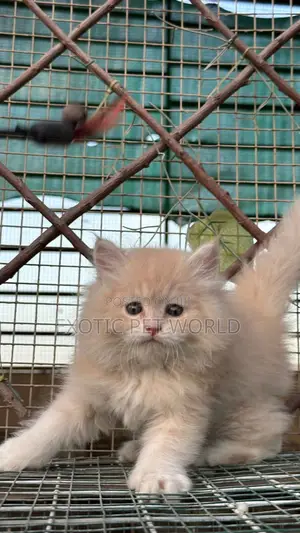 1-3 months Male Purebred Persian