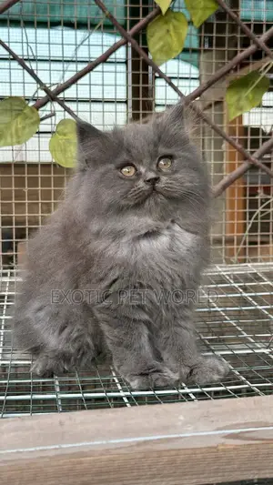 1-3 months Female Purebred Persian