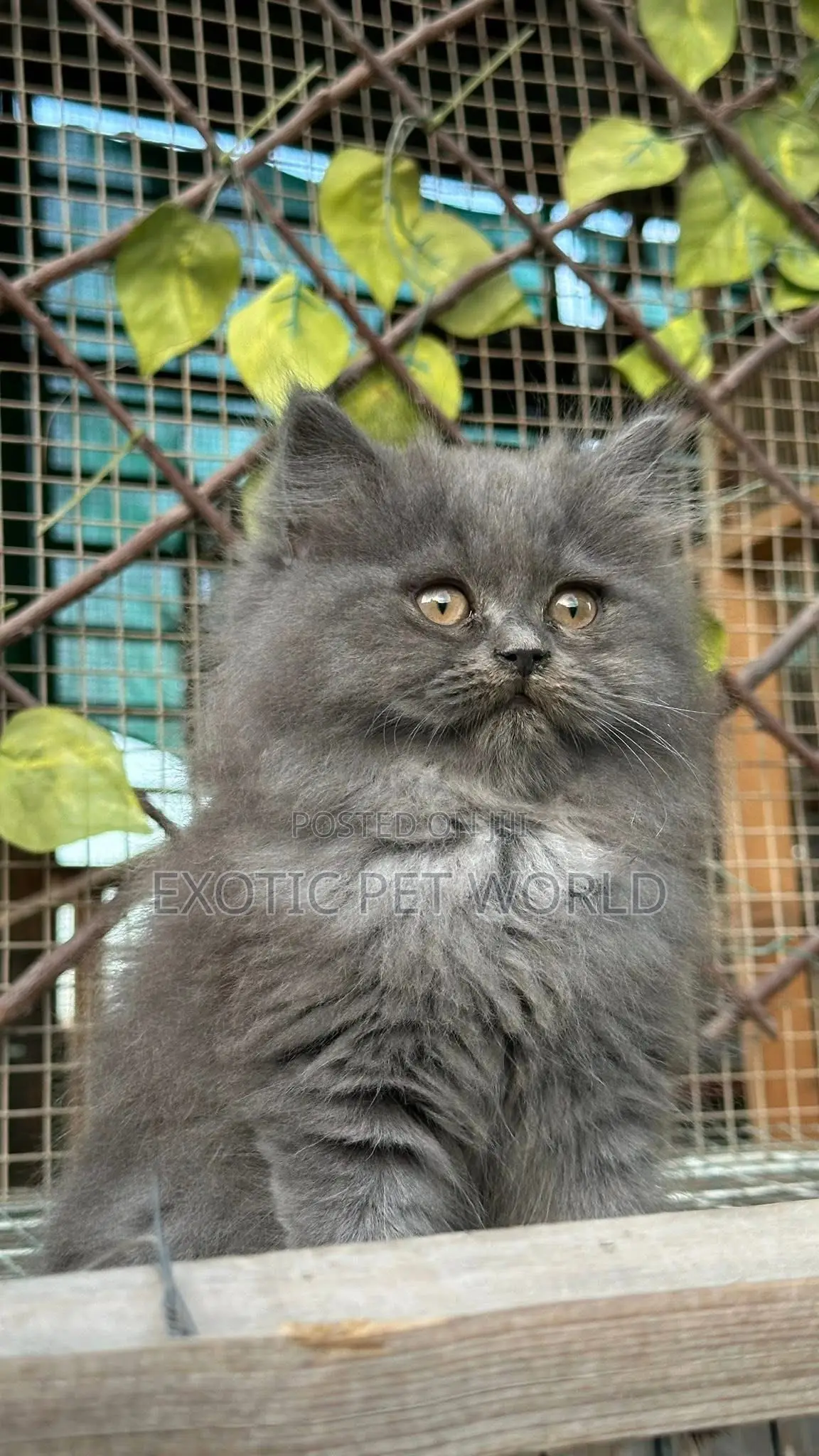1-3 months Female Purebred Persian