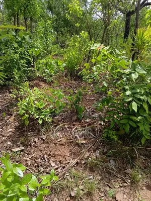 Farmlands for Sale at Kintampo Brong East Region 4,000ghs Per Acre