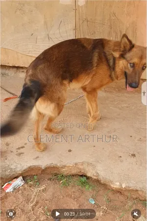 6-12 months Male Purebred German Shepherd
