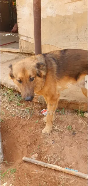 6-12 months Male Purebred German Shepherd