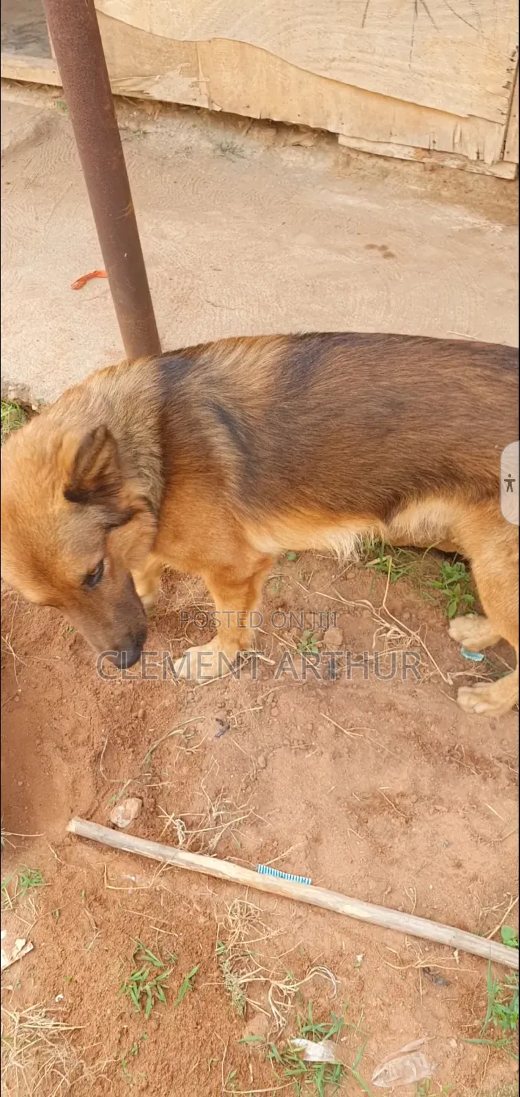 6-12 months Male Purebred German Shepherd