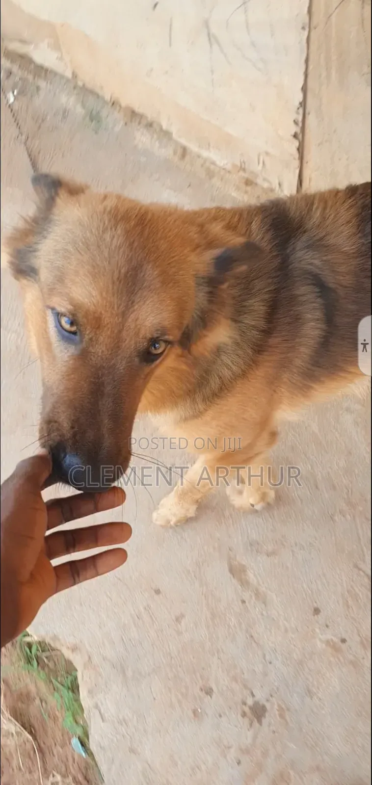 6-12 months Male Purebred German Shepherd