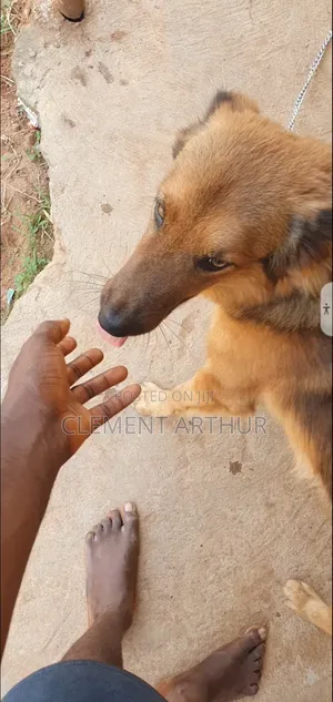 6-12 months Male Purebred German Shepherd