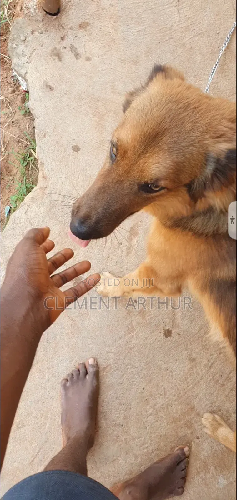 6-12 months Male Purebred German Shepherd
