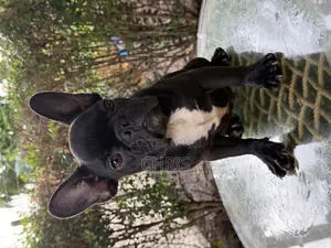 1-3 months Female Purebred French Bulldog