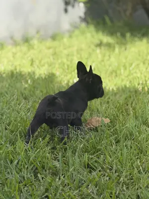 1-3 months Female Purebred French Bulldog