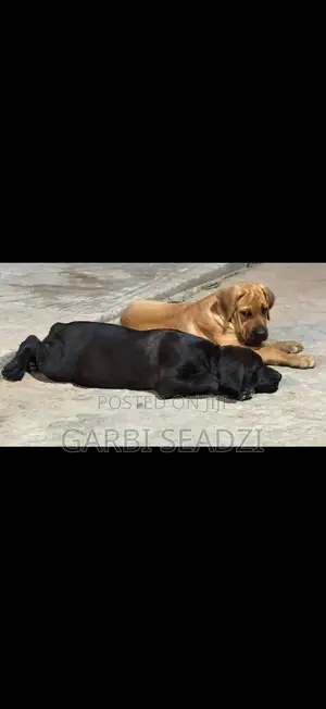1-3 months Female Purebred Boerboel
