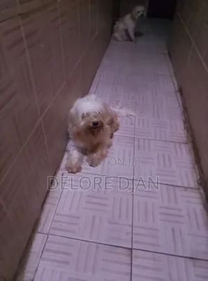 1+ year Male Purebred Maltese