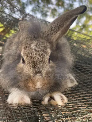 King’S Rabbit Farm