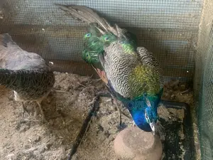 Pair of Peafowl