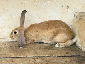 M M Rabbits