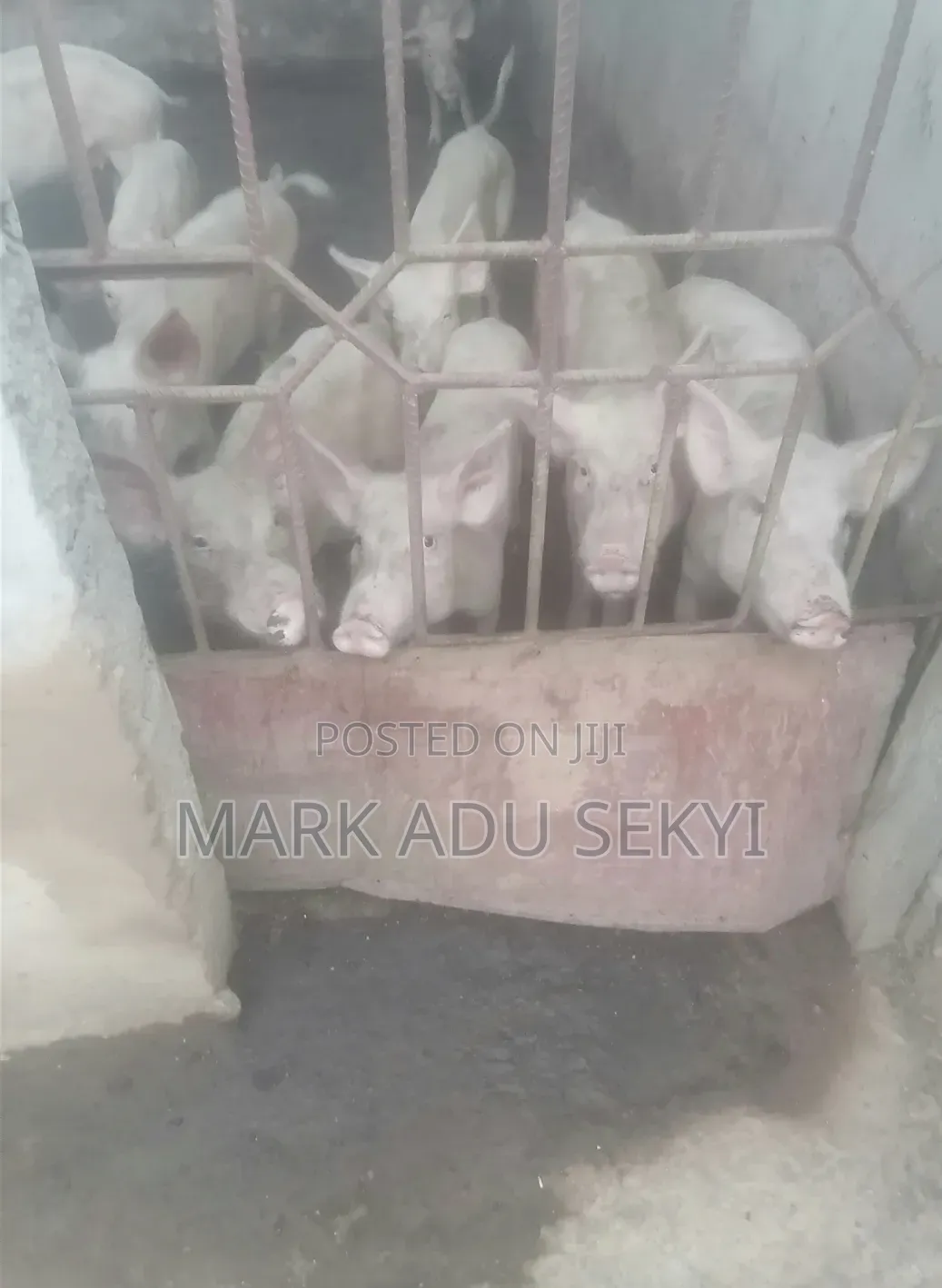 Farm Pigs.
