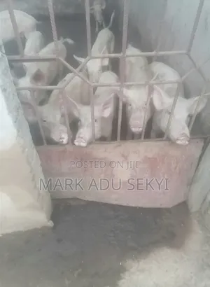 Farm Pigs.